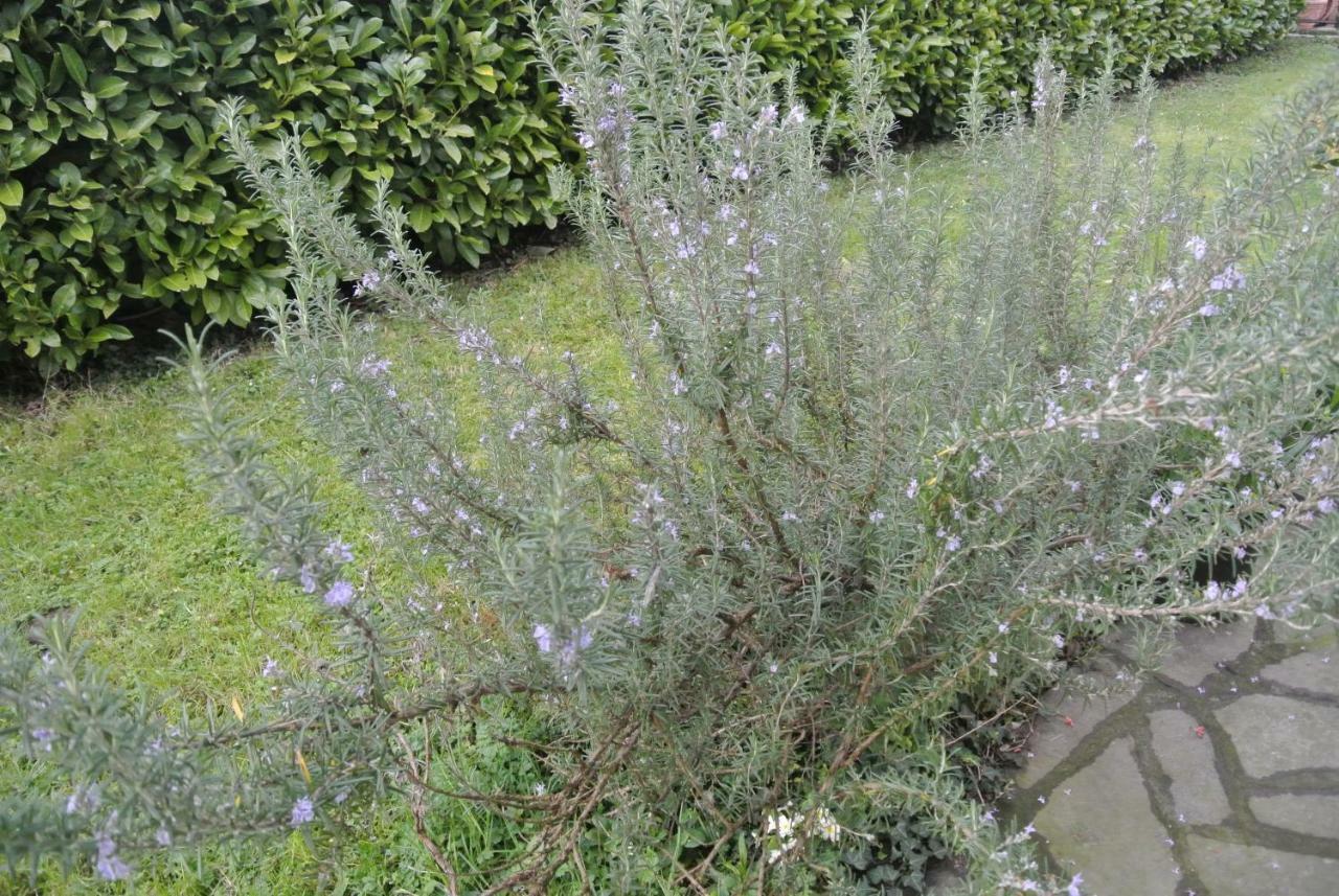 B&B La Damigiana Fioi Piano di Follo Eksteriør billede